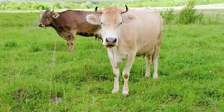 牛在农田