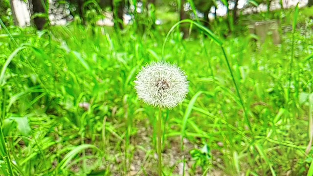 蒲公英在绿草的背景上柔白的花朵，春天的概念来了，慢动作的运动