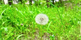 蒲公英在绿草的背景上柔白的花朵，春天的概念来了，慢动作的运动