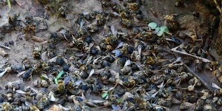 蜂房里蜂箱附近的死蜜蜂。
