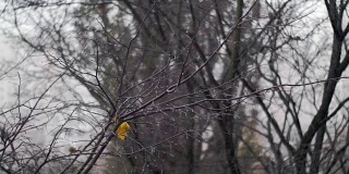 秋雪下光秃秃的树，最后一片叶子