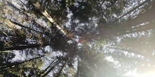 针叶林的性质。旋转着凝视树木和天空。60帧/秒的慢动作。GoPro 6黑色三轴抗菌稳定剂