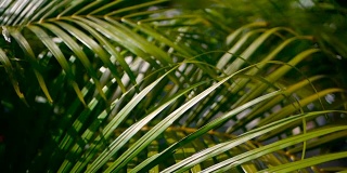 用阳光模糊热带绿色棕榈叶，用散景抽象自然背景。散焦郁郁葱葱的树叶