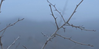 清晨雾蒙蒙的框架，一个尖刺树在秋天浅深的田野