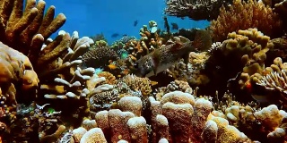 大河豚鱼在清澈的水和完整的珊瑚礁