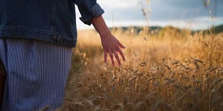 日落时，用手抚摸着麦秆
