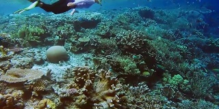 女浮潜者在泳衣浮潜沿着珊瑚礁与许多热带鱼在加姆岛。拉贾安帕，西巴布亚，印度尼西亚