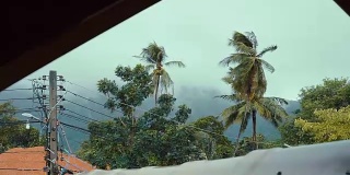 极端天气台风风暴使椰子树弯曲