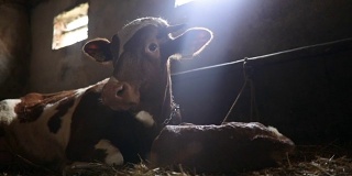 可爱的农场动物，母牛和它的新生牛犊
