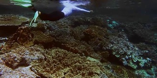 女性穿着泳衣沿着弗里文墙浮潜。甘岛附近有许多美丽的热带硬珊瑚和软珊瑚，是潜水的好地方。拉贾安帕，西巴布亚，印度尼西亚