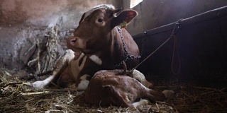 刚出生的小牛和一头躺在干草上的母牛