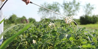 农夫用喷雾器撒土豆，成排的土豆开花