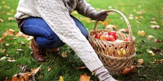 一个女人提着篮子在秋天的花园里摘苹果