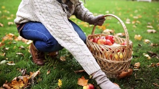 一个女人提着篮子在秋天的花园里摘苹果视频素材模板下载