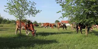 家畜在牧场上吃草