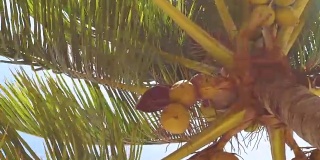 椰子叶在蓝天的背景下随风摇曳。棕榈叶随风摆动在夏季天空背景。近距离看棕榈树
