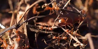 红蚂蚁正在筑巢。
