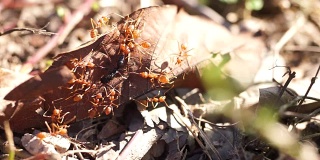 红蚂蚁正在筑巢。