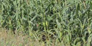玉米地正在为下一个丰收而高产。