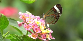 蝴蝶起飞和进食的短视频