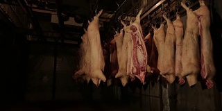 肉类加工厂。冰箱里装着猪尸体