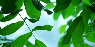 森林里的夏雨。水珠从坚果树的绿叶上滴落下来。4 k