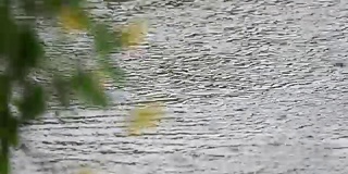 4K:雨季在地板上下雨