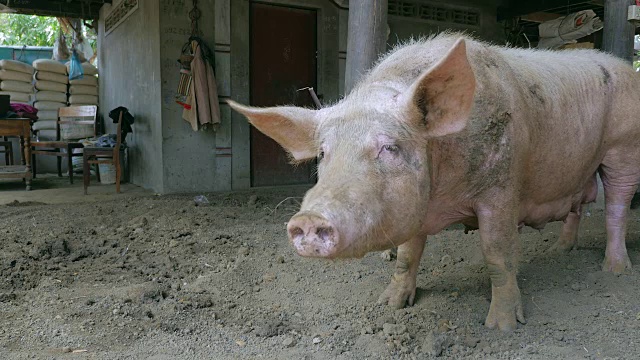 特写粉红母猪猪被绳子绑在一个高跷下，用它的鼻子寻找食物