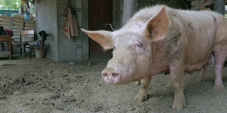 特写粉红母猪猪被绳子绑在一个高跷下，用它的鼻子寻找食物