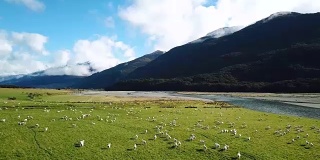 在顶视图的绿色草地上奔跑的白色羊群