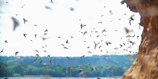 夏日里，河边的悬崖上有一大群鸟儿在飞翔