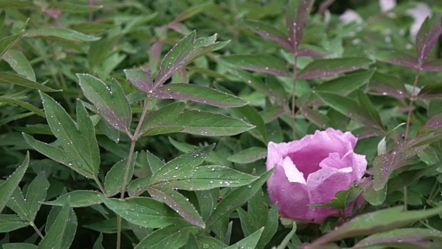 一朵粉红色的牡丹花上的一滴露珠盛开在灌木上，特写的是绿叶，拍摄于阴天的夏季。相机倾斜了。全高清视频，240fps, 1080p。