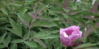 一朵粉红色的牡丹花上的一滴露珠盛开在灌木上，特写的是绿叶，拍摄于阴天的夏季。相机倾斜了。全高清视频，240fps, 1080p。