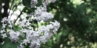 灌木丛上丁香花的近距离开花的枝。缓慢的全景视频。柔焦和美丽的散焦，全高清视频，240fps, 1080p。
