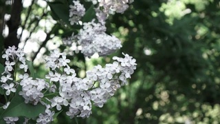 灌木丛上丁香花的近距离开花的枝。缓慢的全景视频。柔焦和美丽的散焦，全高清视频，240fps, 1080p。视频素材模板下载