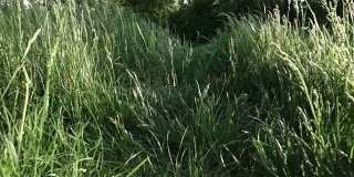 照相机在绿草中缓慢地飞行。移动的娃娃-在草地上穿过高高的草丛。全高清视频，240fps, 1080p。
