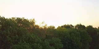 航拍全景视频从无人机在夏夜日落从树顶到农田，全高清分辨率视频。