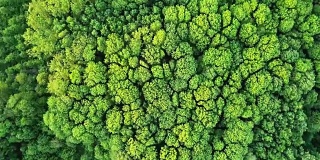 空中全景视频全高清无人机，鸟瞰森林与绿色的树木和灌木丛。照相机绕轴的圆周运动。