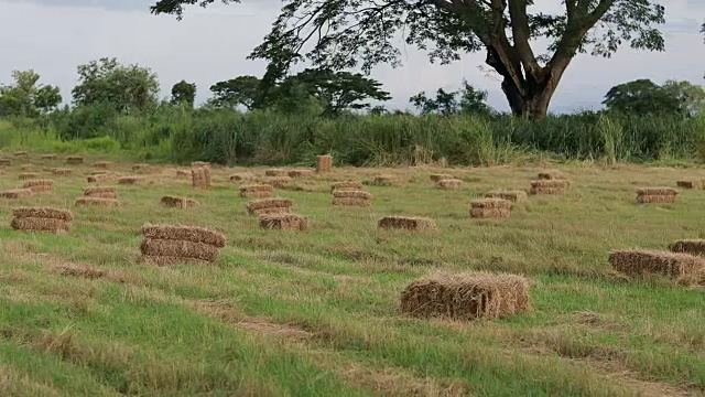 美丽的草地与草垛在农场和森林