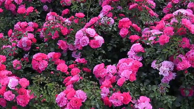 在公园里有粉红色的玫瑰，花圃里有玫瑰，造景，灌木玫瑰，美丽的玫瑰。红玫瑰种在春天的花园里。