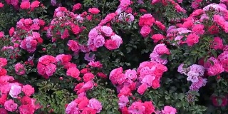 在公园里有粉红色的玫瑰，花圃里有玫瑰，造景，灌木玫瑰，美丽的玫瑰。红玫瑰种在春天的花园里。
