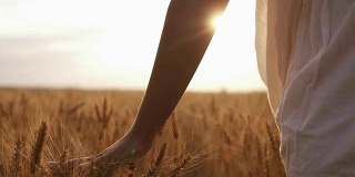 穿白裙子的妇女用手穿过田野里的麦子。农村,自然,夏天