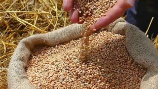 小麦是成功农民的粮食视频素材模板下载