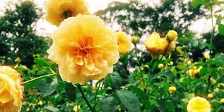 美丽的自然景观与黄色玫瑰花在阳光下的田野。