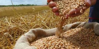 小麦收成