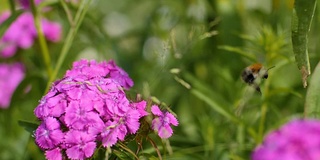 大黄蜂在粉红色的花朵上采集花蜜