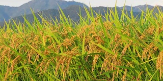 风景优美的日本花