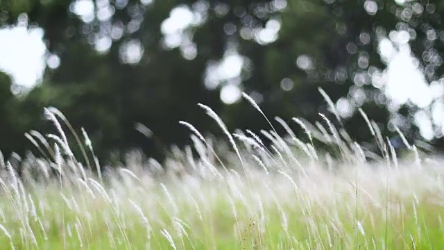 柔软梦幻的白色草羽毛在风与温暖的夏天阳光，柔软和清新的自然在秋天，春天或夏天的季节背景