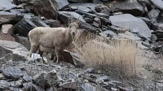 喜马拉雅山羊视频素材模板下载