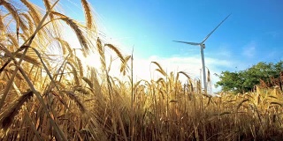 风车在黄土地上为发电生产小麦